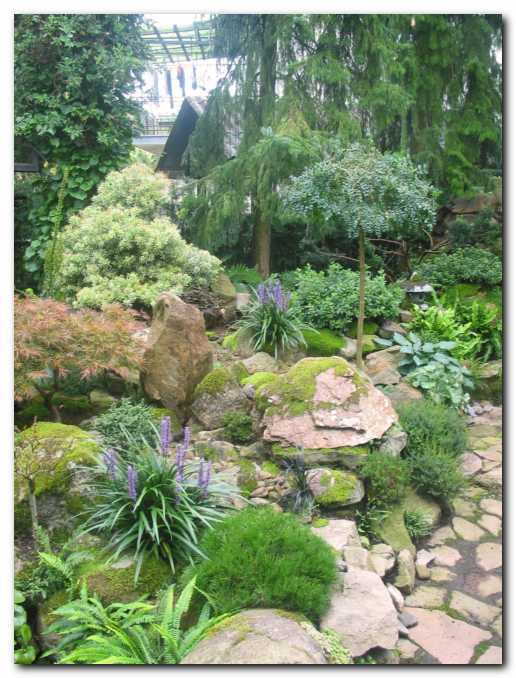 Cveto�a trajnica Liriope muscari<br> z lepimi modrimi cvetovi