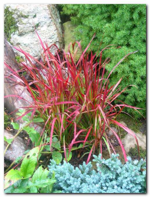 Prekrasna trava Imperata<br> cylindrica 'Red Baron'