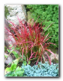 Kliknite za pove�avo slike