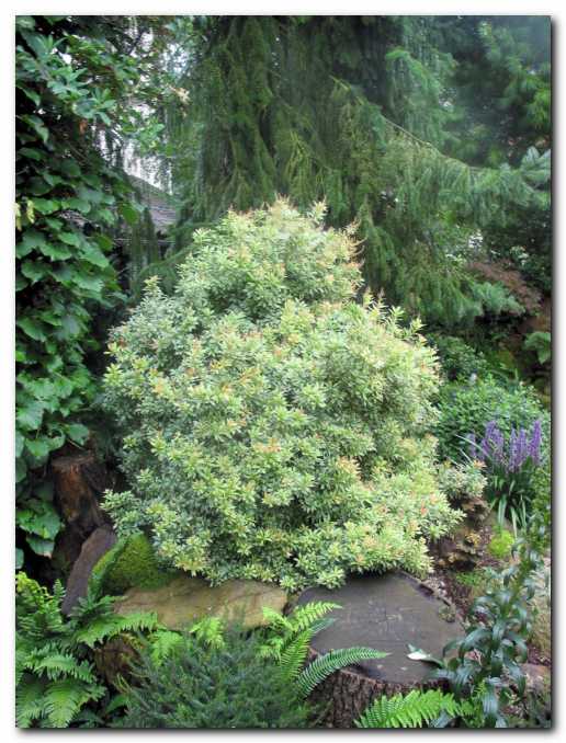 Pieris japonica<br> 'Little Health' Variegata