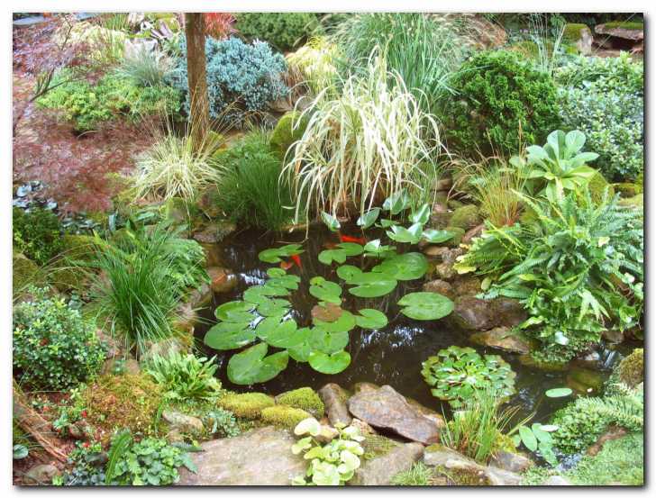 Ribnik v bujni vegetaciji