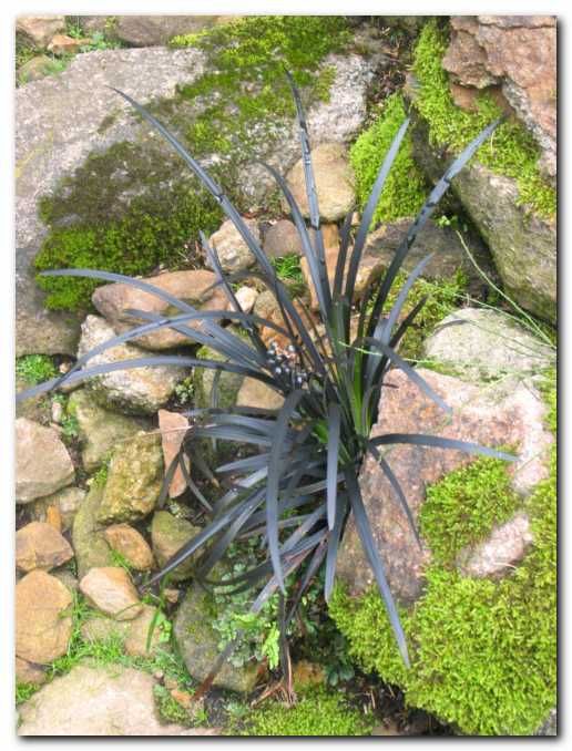 Ka�ja brada Ophiopogon<br> planiscapus 'Nigrescens'