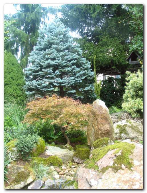 Suha struga, javor<br>in srebrna smreka