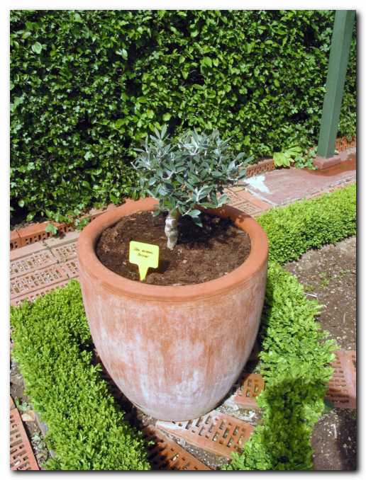 Olj�ni bonsaj,<br>  star dobrih 15 let