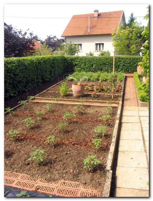 Zelenjavne gredice v maju