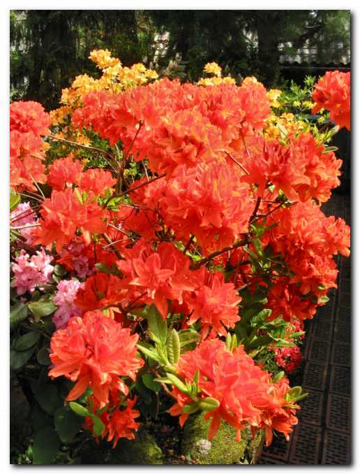 Rododendron v bujnem cvetju