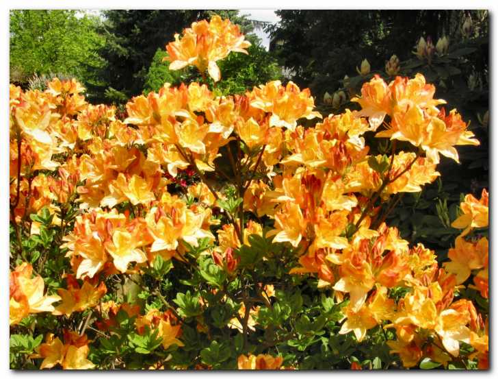 Rhododendron 'Gold Flag' 