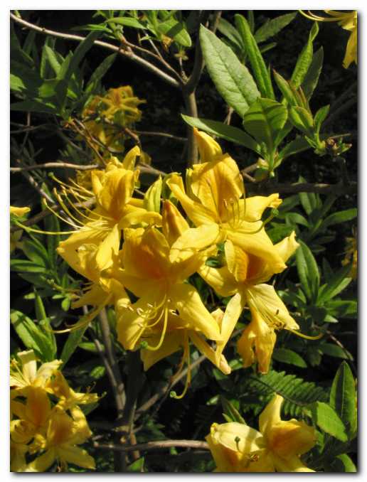 Rhodendron luteum,<br> ki prelestno di�i
