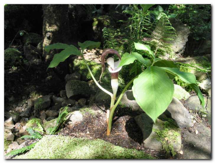 Arisaema sikokianum<br> z nenavadnim cvetom 