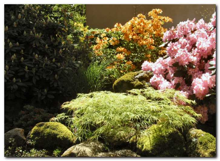 Rumenozeleni javor, v ozadju rododendroni