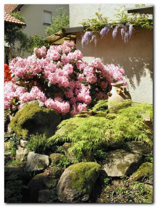 Javor, v ozadju<br> rododendroni in glicinija