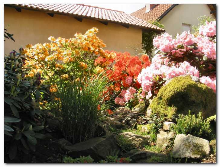 Rododendroni v polnem<br> cvetju s travo v sredini