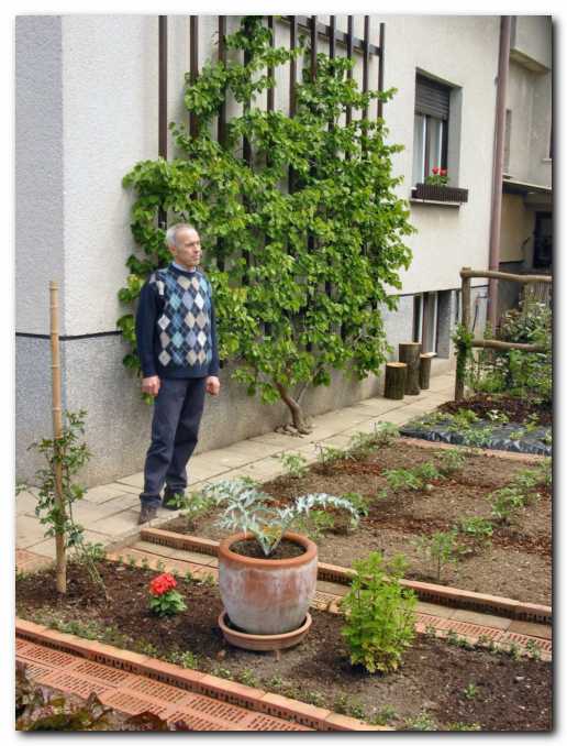 Bojan ob ogrski marelici