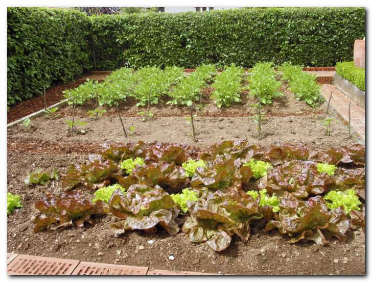 Solata, paprike,<br> jaj�evci in krompir