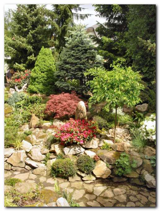 Karagana (C. arborescens 'Walker'),<br> v ozadju iglavci