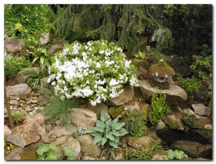 �udovita bela azaleja Snegulj�ica