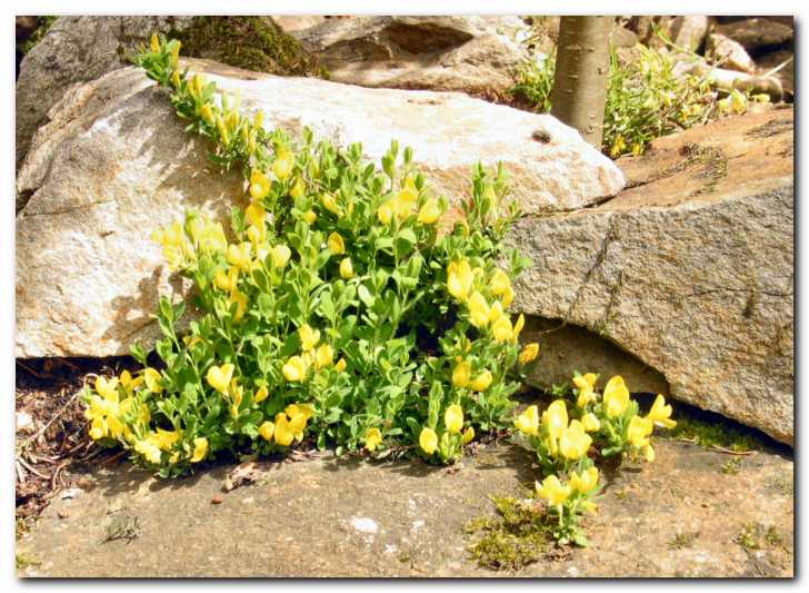 �ivo rumena ko�eni�ica<br> obra��a skale