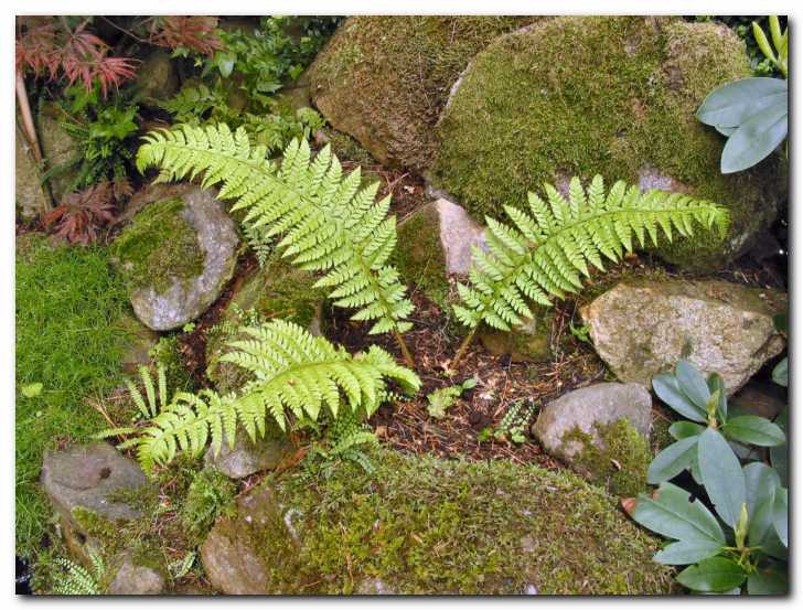 Praprot in skale,<br> pora��ene z mahom