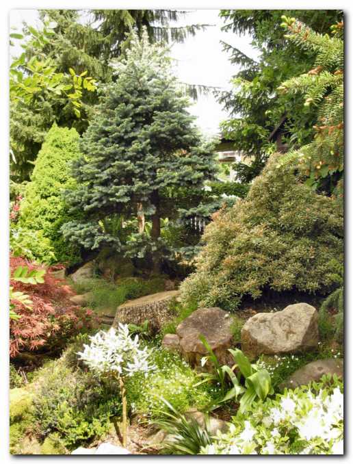 Miniaturna vrba, desno<br> pisanolistni pieris, levo javor