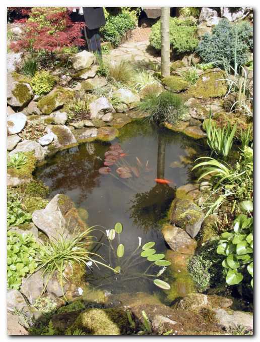 Ribnik s cveto�o �abnico<br> (Aponogeton distachyos)