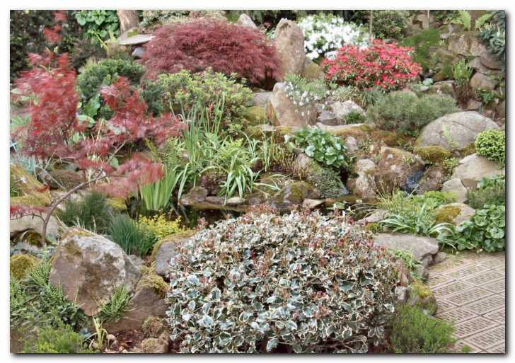 Pisanolistni ilex<br> (Ilex aquifolium 'Variegata')