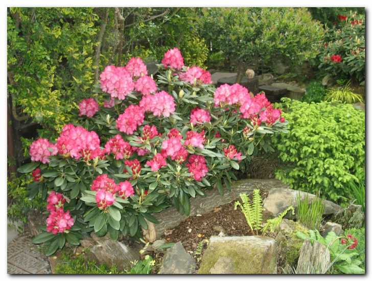 Rododendron<br> yakushimanum 'Morgenrot'