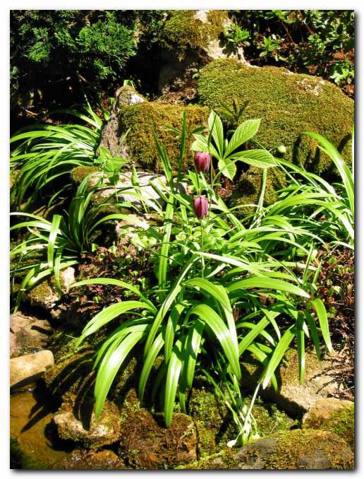 Mo�virski tulipani in kronice<br> se ob ribniku dobro po�utijo 