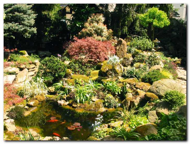 Acer palmatum 'Ornatum'<br> v zelenju kar za�ari