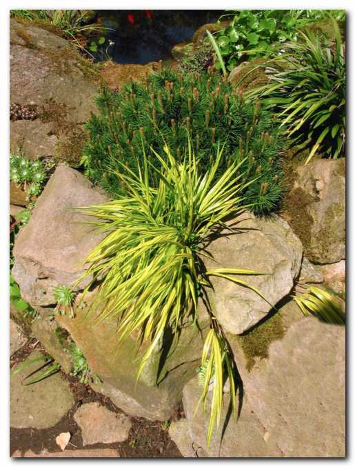 Hakonechloa macra 'Aureola'