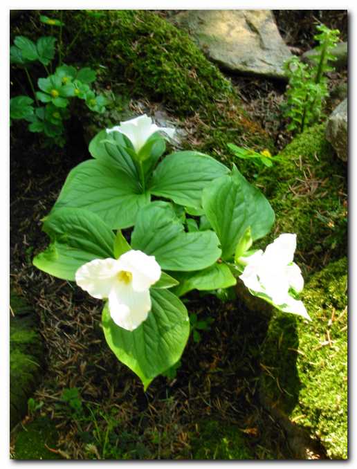 Naravni �opek trilijev