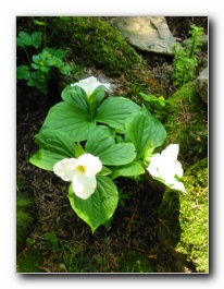 Kliknite za pove�avo slike