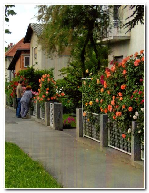 Dragi�ine vrtnice