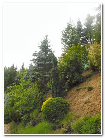 Okrasno zasajena bre�ina ob vhodu v drevesnico