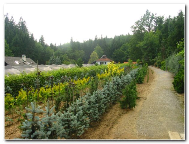 Sadike okrasnega drevja in grmovnic