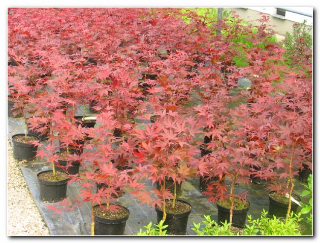 Sadike okrasnih javorjev