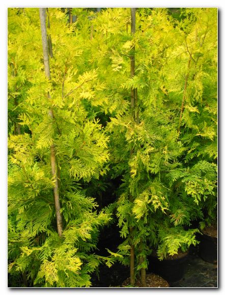 Lepota zlato obarvanih grmovnic