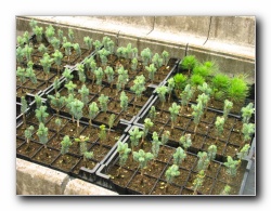 Kliknite za pove�avo slike