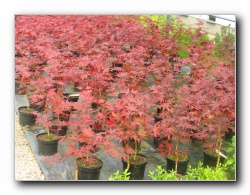 Kliknite za pove�avo slike