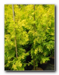 Kliknite za pove�avo slike