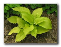 Kliknite za pove�avo slike