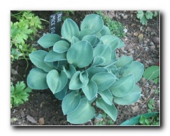 Kliknite za pove�avo slike