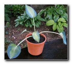 Kliknite za pove�avo slike