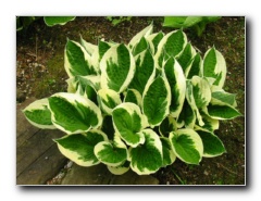 Kliknite za pove�avo slike