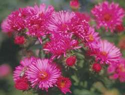 'September Rubin'