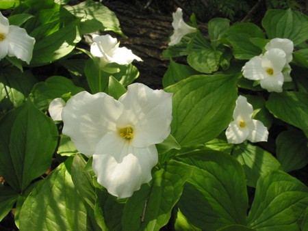 trillium