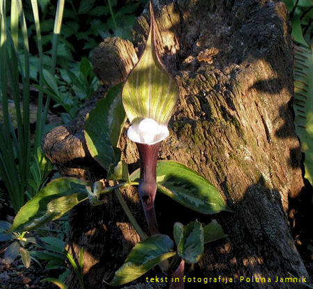 arisaema