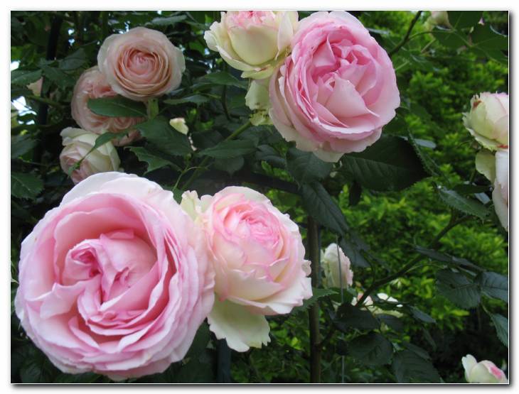 Vrtnica 'Pierre de Rousard'