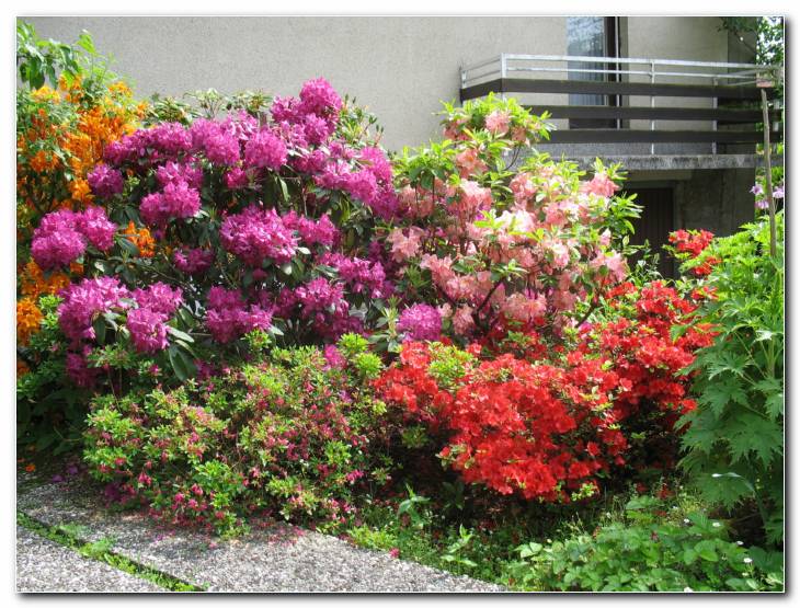 �ivobarvne azaleje in rododendroni