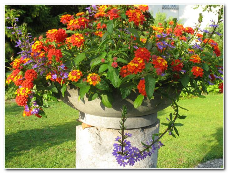 Poletni aran�man z lantanami