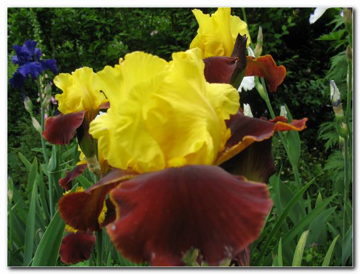 Bradata perunika 'Supreme Sultan'